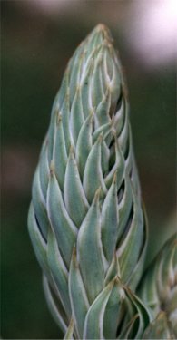 aloe bud