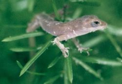 newly hatched green anole