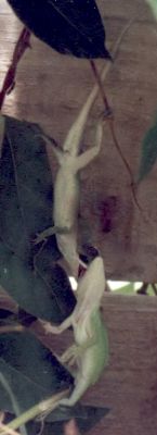 male green anoles fighting