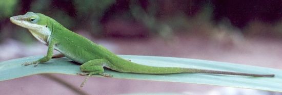 male green anole
