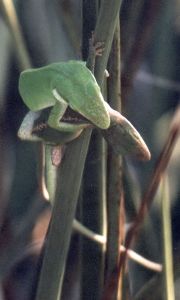 green anoles mating