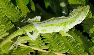 green anole shedding its skin