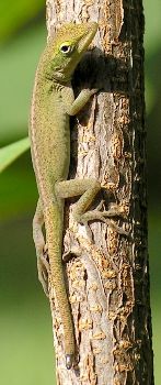 young anole with damaged tail