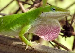 male green anole displaying throat flap or dewlap