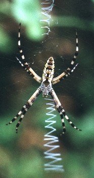 argiope spider in web