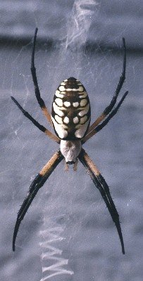 female argiope spider just before laying eggs