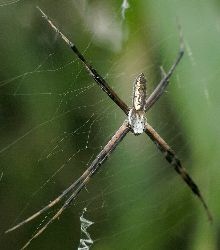 male argiope spider