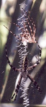 argiope spider hanging under its recently shed exoskeleton
