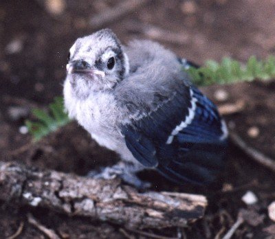 fledgling blue jay