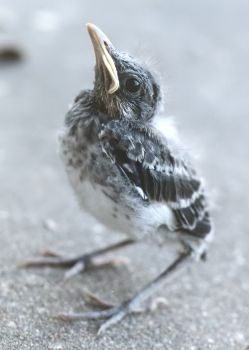 young mockingbird