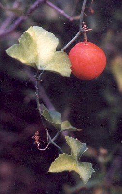 balsam gourd