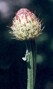 basketflower bud