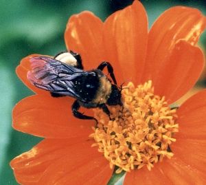 bumblebee on Mexican sunflower