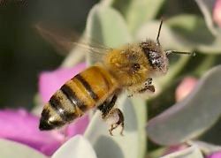 honeybee near Texas silverleaf blossoms