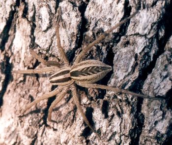 wolf spider on live oak trunk