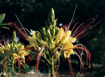 bird-of-paradise shrub