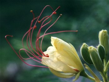 bird-of-paradise shrub blossom