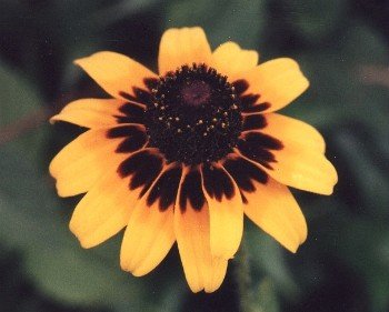 black-eyed Susan