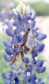 caterpillars devouring Texas bluebonnet blossoms