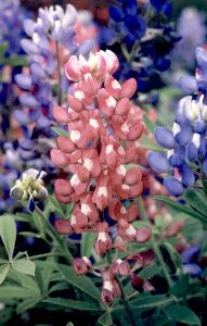 red Texas bluebonnets