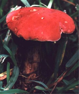 red-capped bolete