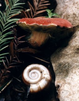 red-capped bolete and empty pond snail shell