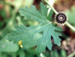 bristly mallow seedpod and leaf