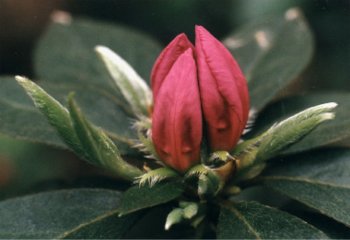 azalea buds