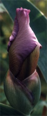 bearded iris bud