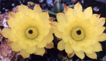 echinocereus cactus with 2 blossoms