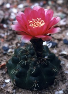 dwarf chin cactus