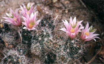 mammillaria cactus