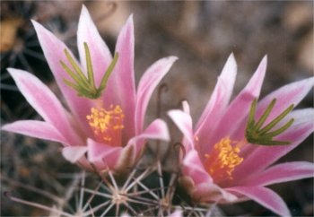 mammillaria cactus blossoms