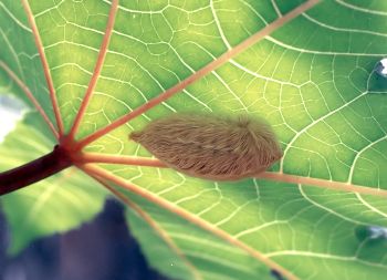 puss caterpillar on castor bean leaf