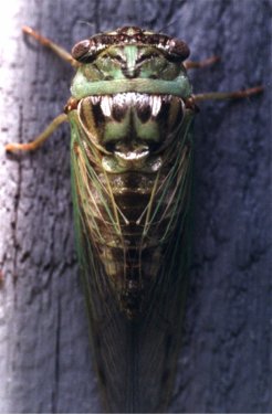 annual cicada