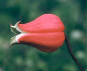 scarlet clematis blossom