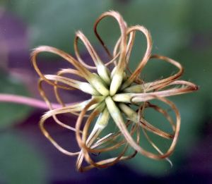 scarlet clematis seed cluster