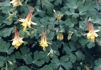 Aquilegia Sp