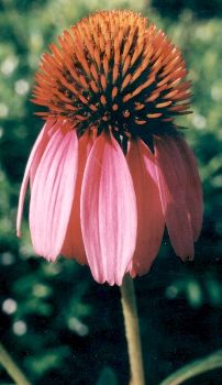 mature purple coneflower blossom