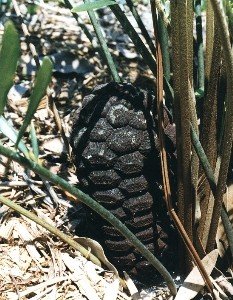 coontie seed cone