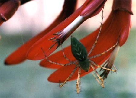 green lynx spider on coral tree blossoms