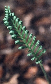 uncurling cycad frond