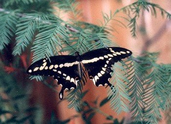 bald cypress branch with giant swallowtail butterfly