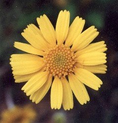 four-nerve daisy
