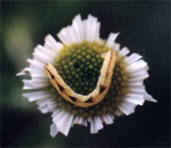 English daisy blossom being eaten by a caterpillar