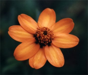 zexmenia blossom