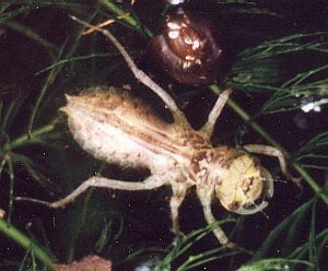 dragonfly larvae predators