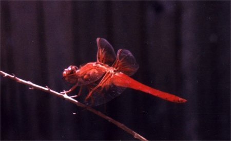 male dragonfly