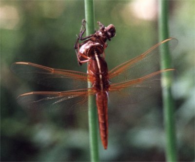 female dragonfly newly emerged from larval shell
