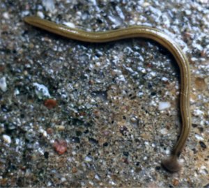 striped worm with flat head